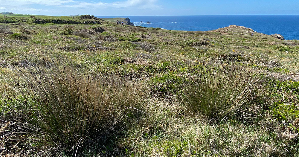 Black bog rush